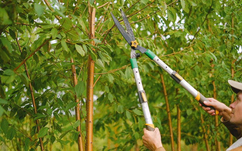 Tree trimming in Shokan, NY